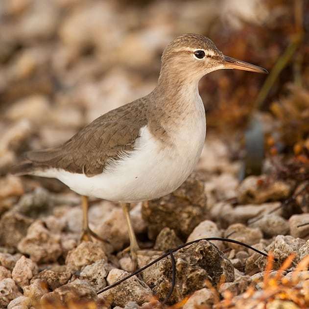 proyectoaveusa's tweet photo. This species is part of the birds linked to bodies of water in Florida, hope you enjoy it, greetings to all lovers of wild life.#fauna #ornithology #aves #florida #miami #fotografia #naturaleza #documentalismo #vidasilvestre #audubon #birdsofmiami #birdsofflorida #avesdelafl… https://t.co/M5oEvZUCs7