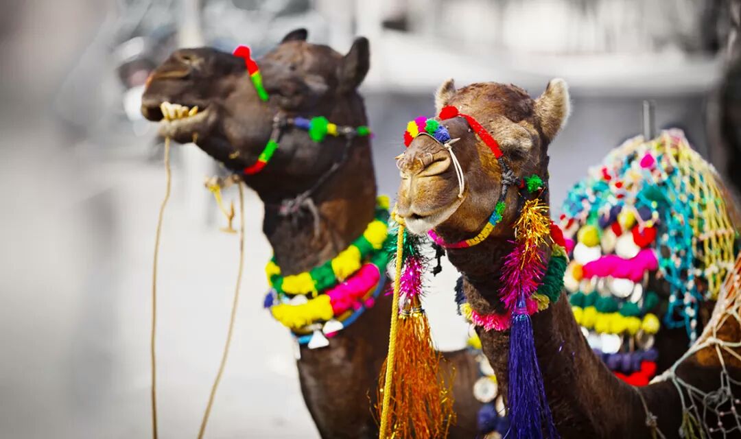 Expedition2Inc's tweet photo. Did you know when planning a visit to India and clubbing Pushkar on your visit, its best you plan around the Pushkar Camel Fair Festival
#India #IncredibleIndia #Pushkar #Pushkarcamelfair #festivalsofindia #fairsofindia #Rajasthan #PushkarTourism #usa #traveler #travelblogger https://t.co/w3y2hJXx6O