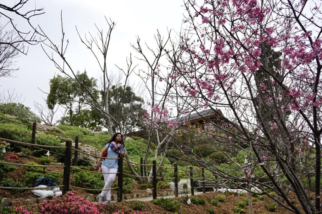 italiane_jamie's tweet image. Exploring the best spots to view cherry blossoms around the globe! wp.me/p70fh8-eF @osSuburbia #springtravels #flowertourist #blooms