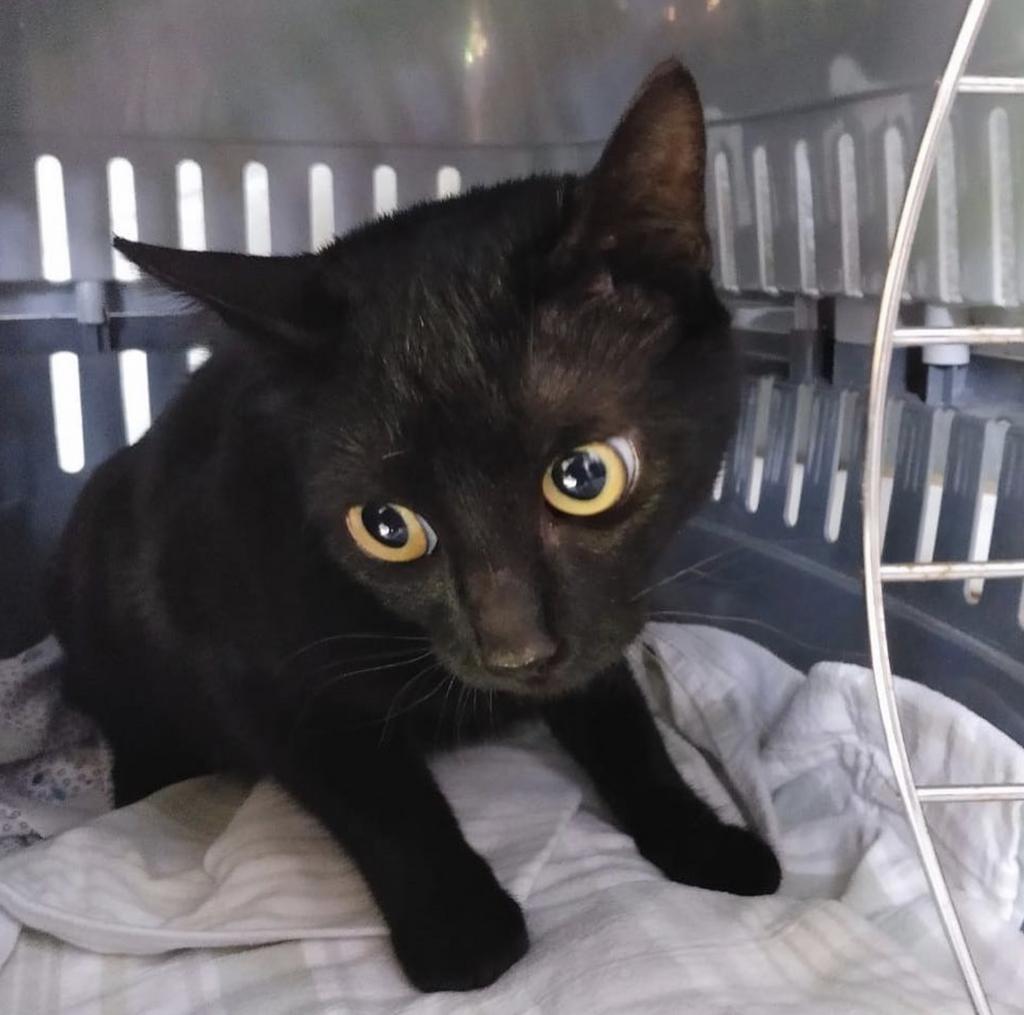 ProgatCatalunya's tweet photo. Gats #trobats a #MALGRATdeMAR
Bons i manyacs.
No tenen xip
Estan al #CAADMaresme
Can Carmany s/n (ctra 1415c) Argentona.
937974272
atencioanimals@ccmaresme.cat
https://t.co/o6c0wCBFEL https://t.co/UHRGnKYrAd