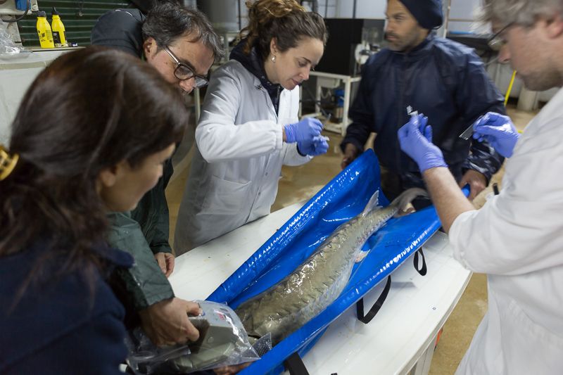 El projecte <a href="/Migratoebre/">Life Migratoebre</a>, dirigit científicament del <a href="/cerm_uvic/">CERM, Centre d'Estudis dels Rius Mediterranis</a>, porta quatre esturions al centre de l'<a href="/irtacat/">IRTA</a> de Sant Carles de la Ràpita mig segle després de la desaparició d'aquesta espècie de peix migrador a l’#Ebre 
bit.ly/2u59MGy