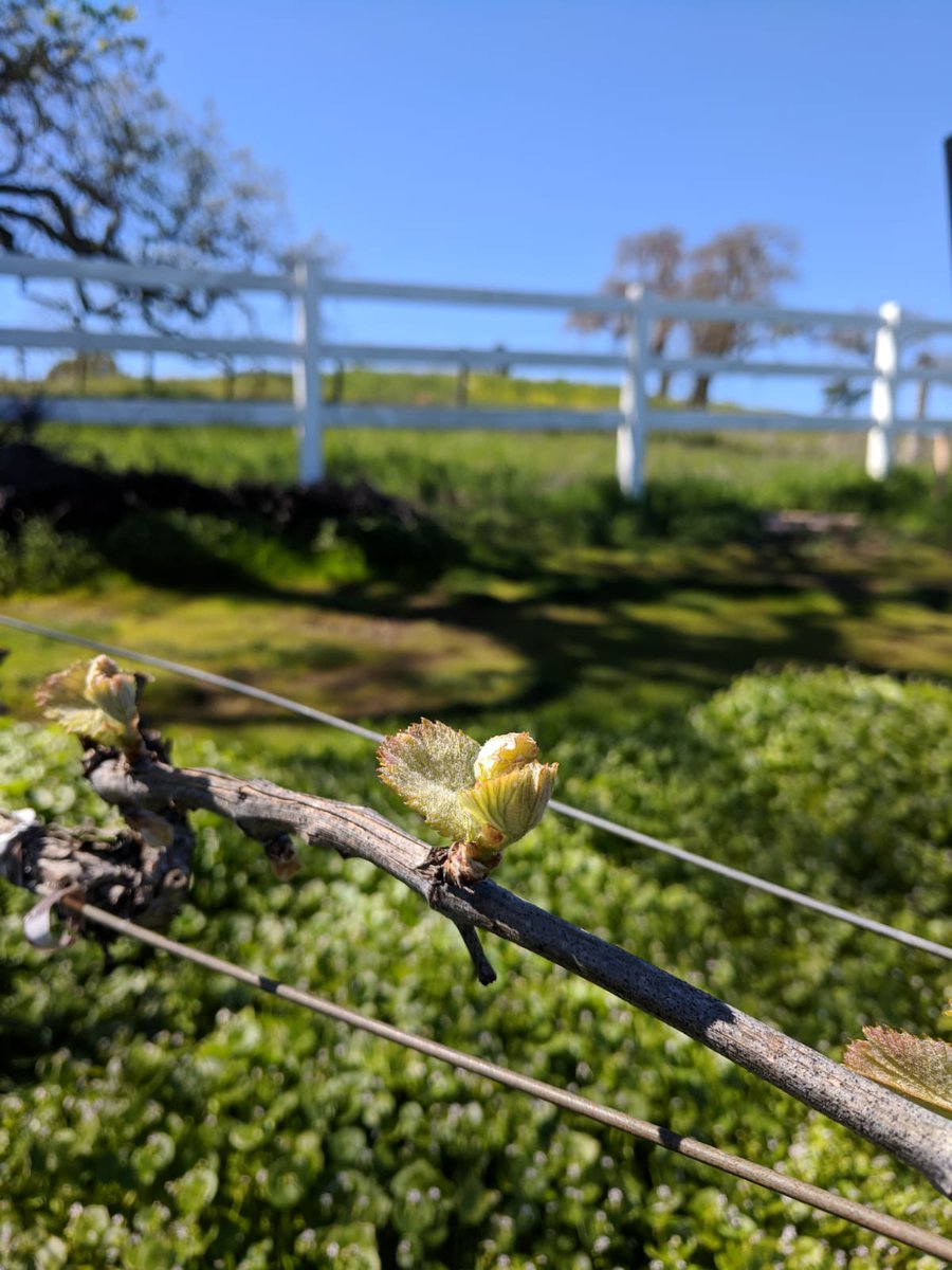 Tis that time of the year in #Napa, 2019 vintage is a go!