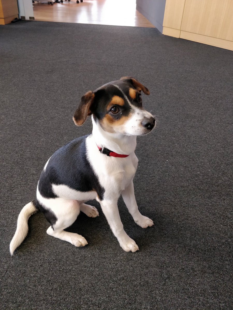 lzhaoge's tweet photo. Cutie in the house! #officedog #optiopay https://t.co/UOnPYVETwg