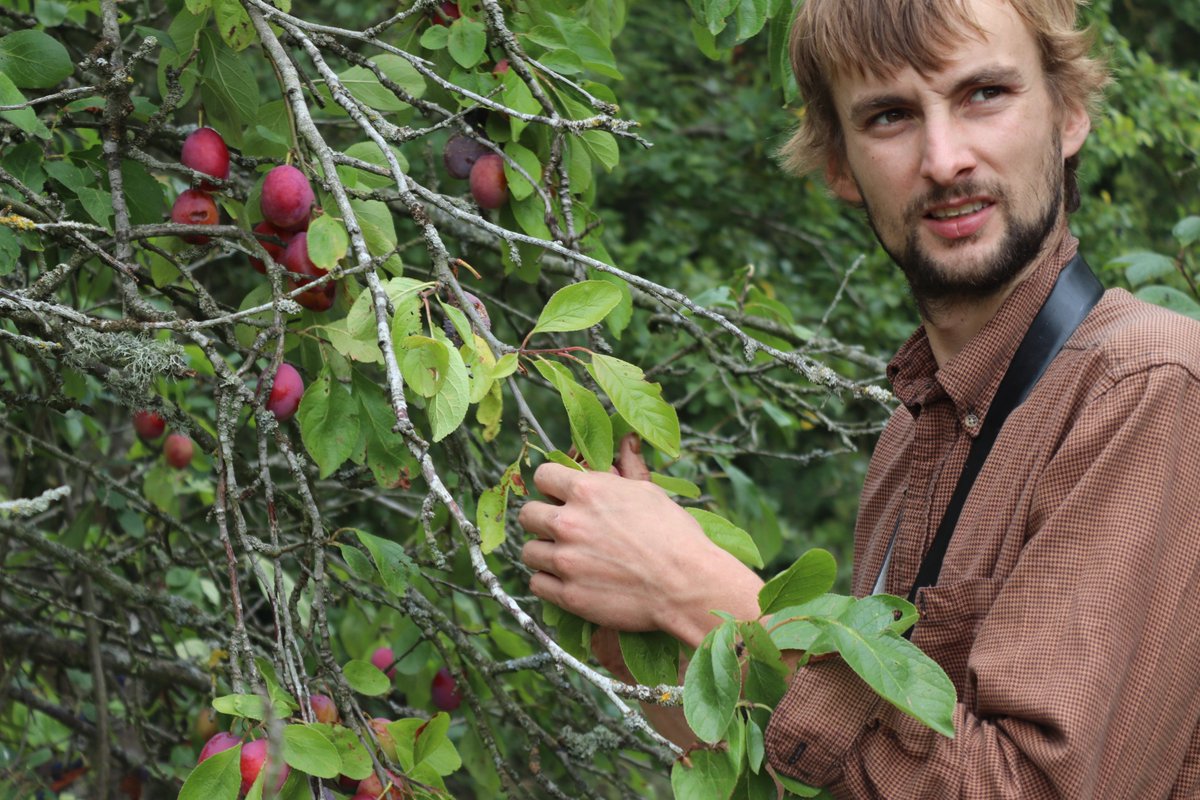 Fruits of the Forage tweet media