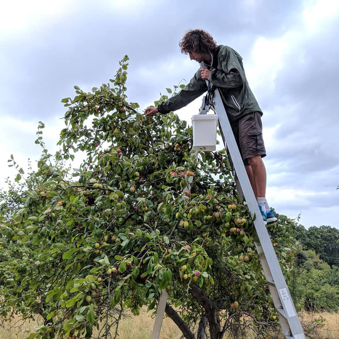 Fruits of the Forage tweet media