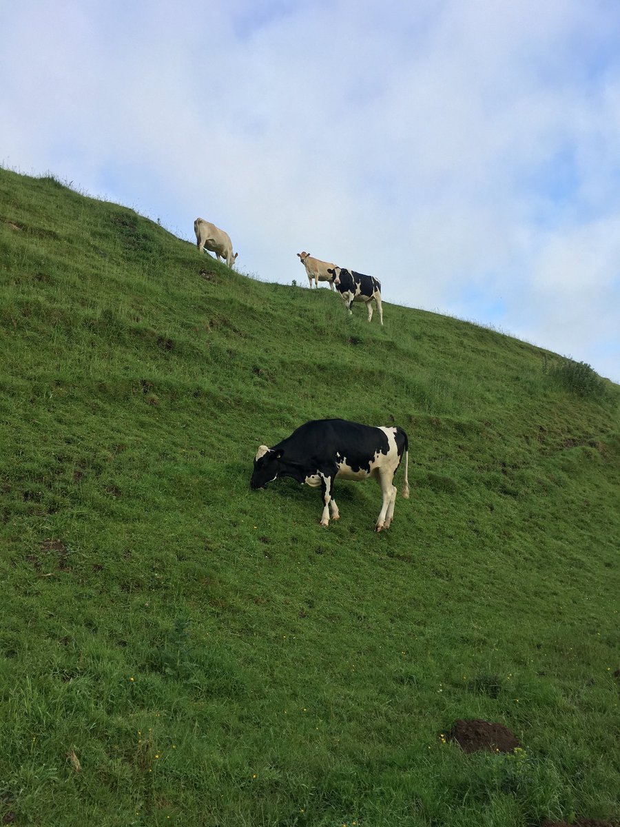 We have a couple of places available on our #RoMS approved #Mobilityscoring 1 Day Course on 20th March. Do message us if you’re interested or register at cowsfeet.co.uk/training/ #nomorelamecows #teamdairy #lovecows #Welfare <a href="/NACFTUK/">NACFT</a>
