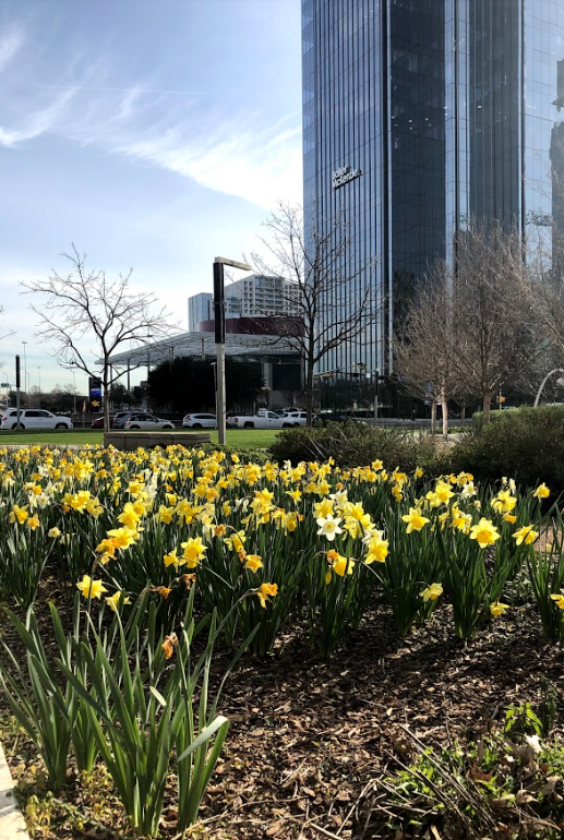 SoBoDallas's tweet photo. Say hello to spring color 🌞The rain this week will bring colorful spring blooms for our clients very soon and we can't wait to see our winter's work and preparation come to life! #SpringInDallas #LandscapeMaintenance #DallasLandscape #SpringBlooms https://t.co/jPgdlkq46P