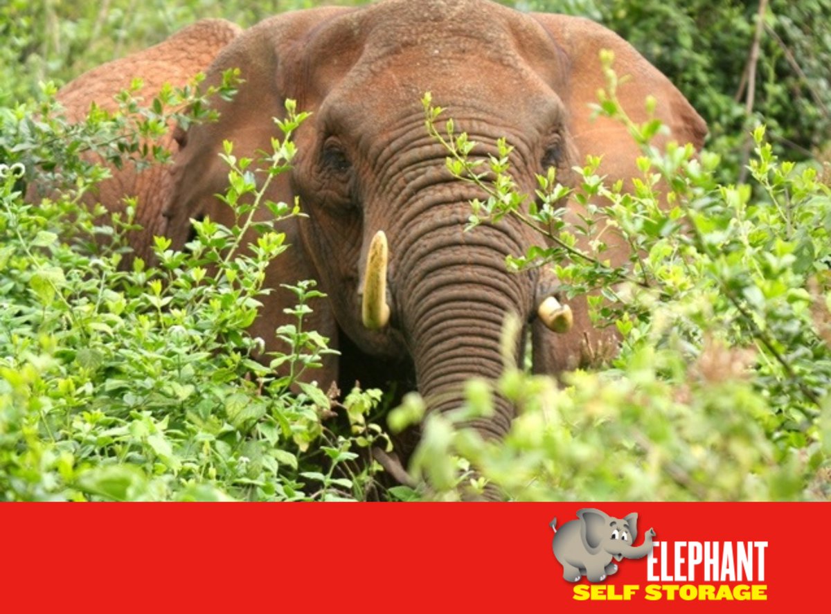 ElephantStorage's tweet image. @ElephantStorage Elephant of the Month, Oupoot🐘
The only elephant left in the entire Knysna forest Where a herd of over a thousand elephants roamed until the 1900s, Oupoot is now the only one left
#ElephantStorage #Elephantofthemonth #DublinStorage

elephant.ie/elephant-self-… ……/
