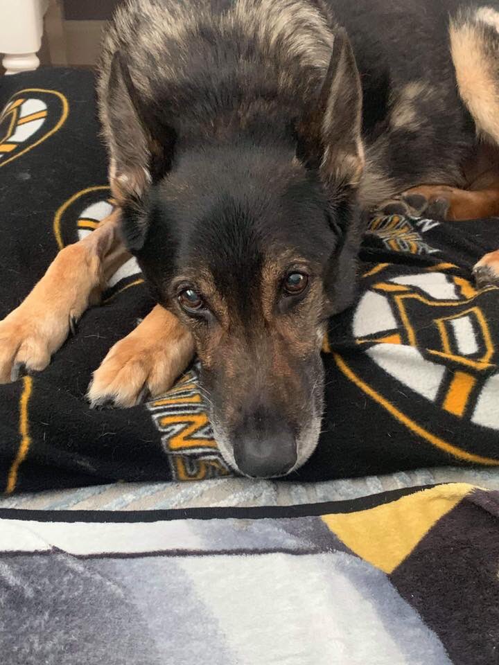 daniellemc_'s tweet photo. Hereβs our good boy β€οΈ https://t.co/laPajZzUna