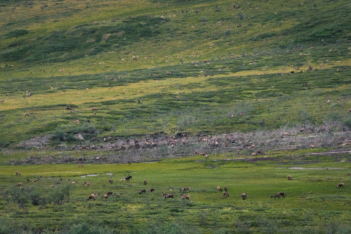 ILCP's tweet photo. 5/7 Finally, the team looked through their binoculars and saw small moving figures in the distance: caribou. (Photos by David Coulson) https://t.co/sbFOquRVBr