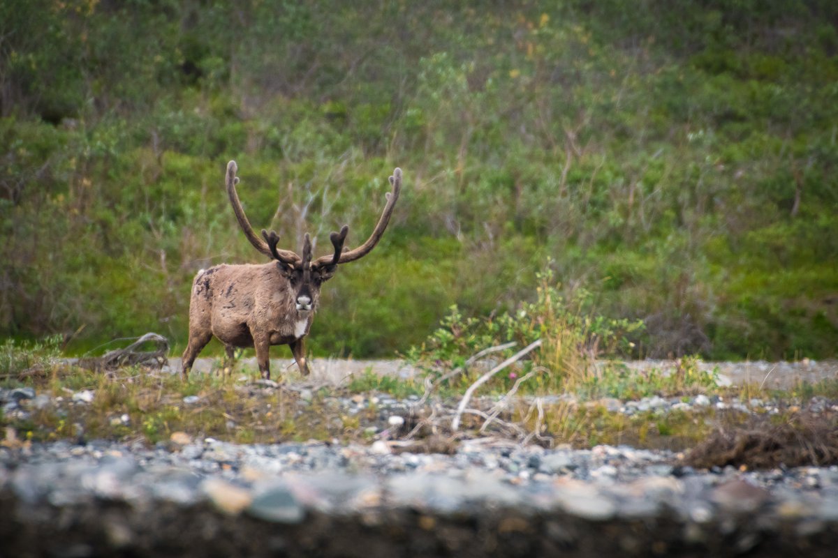 ILCP's tweet photo. 5/7 Finally, the team looked through their binoculars and saw small moving figures in the distance: caribou. (Photos by David Coulson) https://t.co/sbFOquRVBr