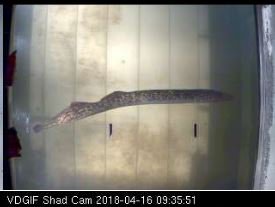 baitandwait's tweet photo. It's that time of year in Virginia to watch for the shad run!  Here are pics from last year's James River shad cam

#fishing #angling #jamesriver #shad #sealamprey #conservation #fish #riverreport #vaoutdoors #baitandwaitoutdoors #rva https://t.co/u3KJMgnQRf