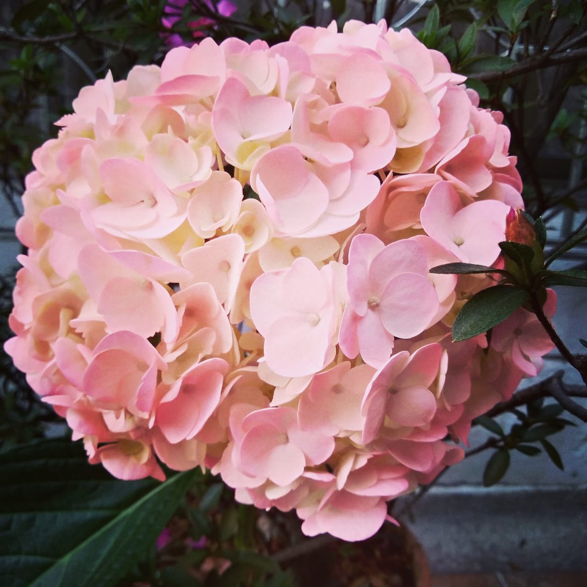 Fresh Bulk Pink Hydrangea Select &amp; Jumbo ($1.66 to $3.02 per stem) more info at the link on the biography @gallonei.flowers 🌸 #weddinginspiration #wedding #flowers #weddingstyle #love
#Hydrangeas #EventPlanner #WeddingPlanner #Flowersbygallonei #hydrangealove