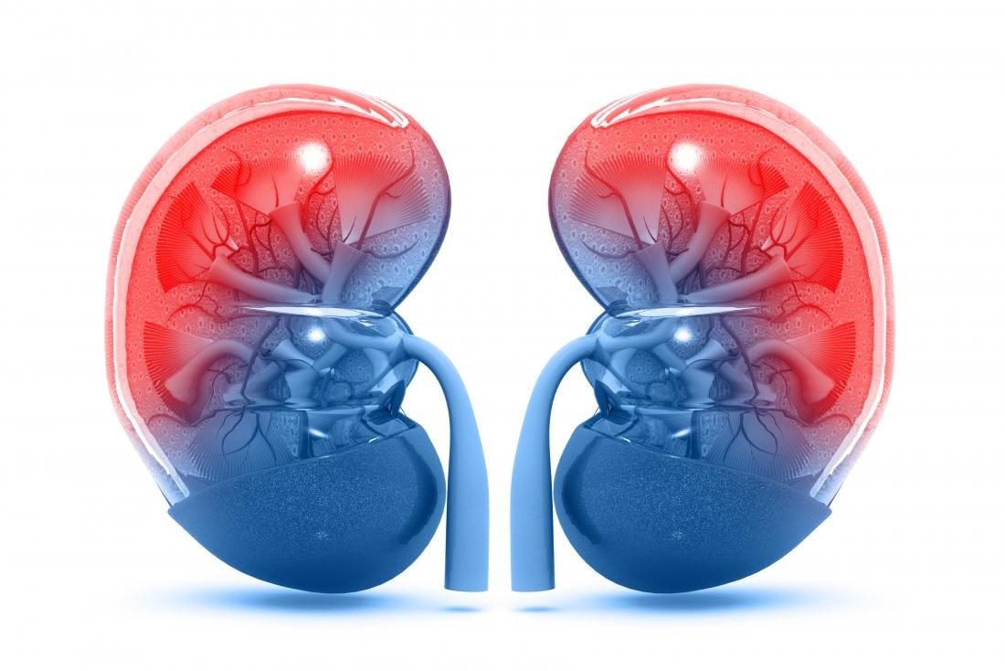 Today is #NationalKidneyDay! Is it possible to use stem cells to rebuild non-working kidneys? Read more about that conversation here: https://buff.ly/2HbptVt