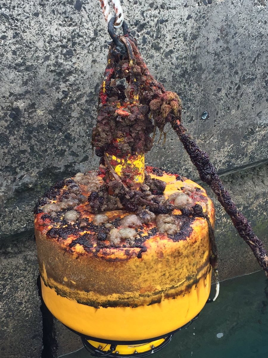 GliderPLOCAN's tweet image. #oceanographic #buoy successfully refurbished @PortoSantoDeals @Madeira #APRAM #OOM #ECOMARPORTproject @INTERREGMAC @Interreg_eu @plocan @AtlanticAll #ocean #sensor #TechnologyNews
