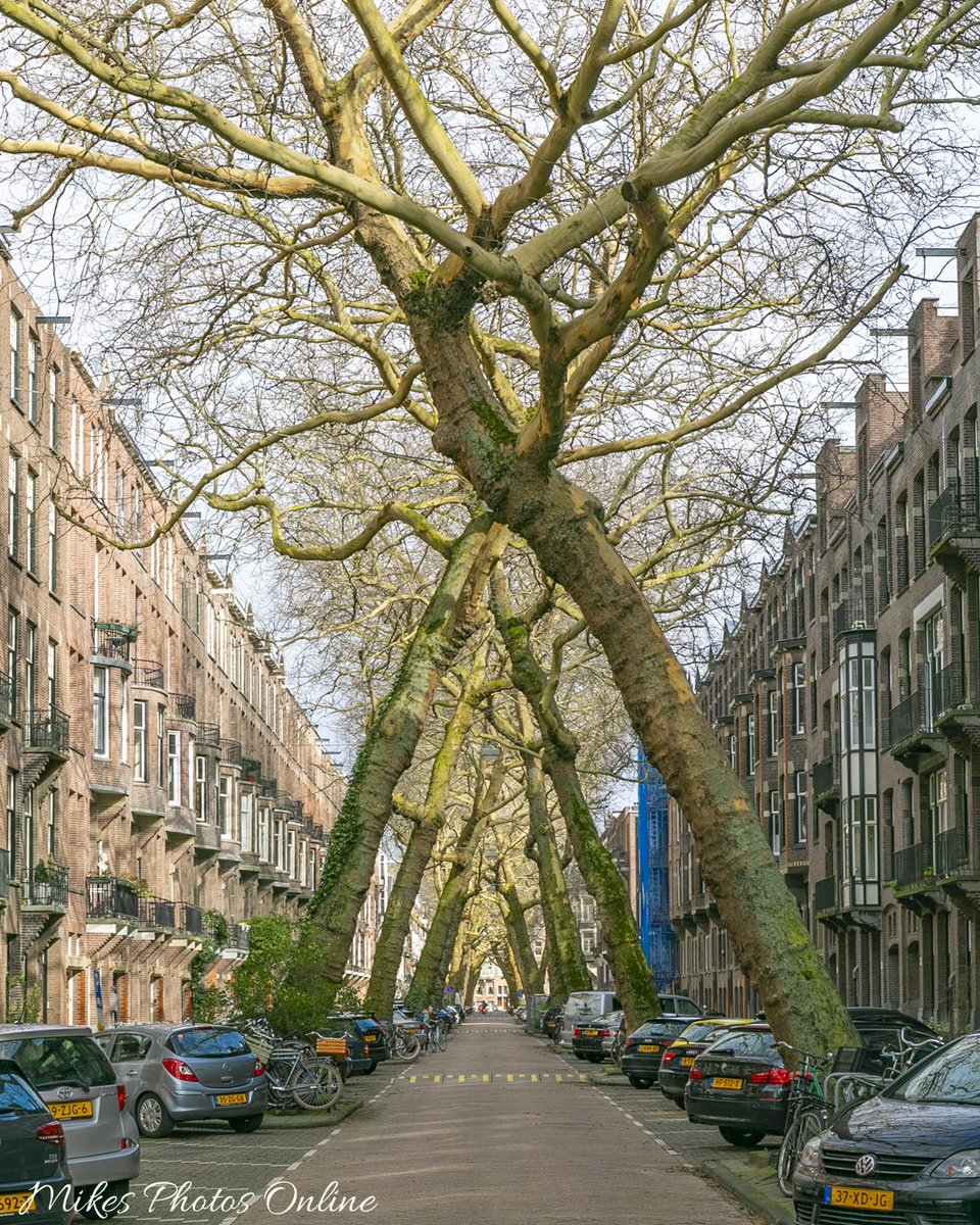 One of the lesser known but impressive streets in Amsterdam is the Lomanstreet in the South. Really awesome lane with big crossed Honey Locust trees, must look amazing with both spring and autumn leaves. <a href="/Iamsterdam/">I amsterdam</a> <a href="/NBCNewAmsterdam/">New Amsterdam</a> <a href="/visitholland/">Visit Holland</a> <a href="/VisitAmsterdam_/">VisitAmsterdam</a> @lomanstreet