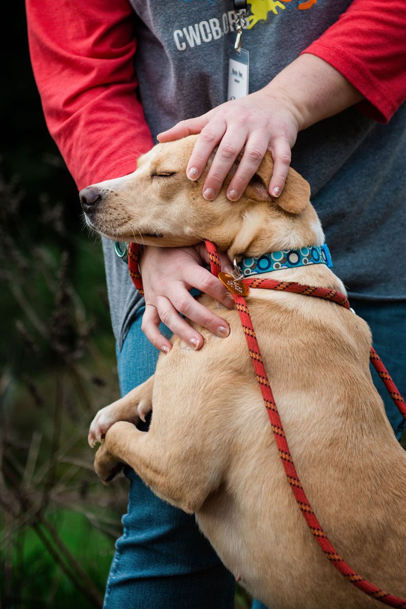 CWOB's tweet photo. People say that rescue dogs are the most grateful dogs.  We agree.  #savinganimals #rescuedog #LoveWins #compassionistheanswer https://t.co/hbcwFuqlhk