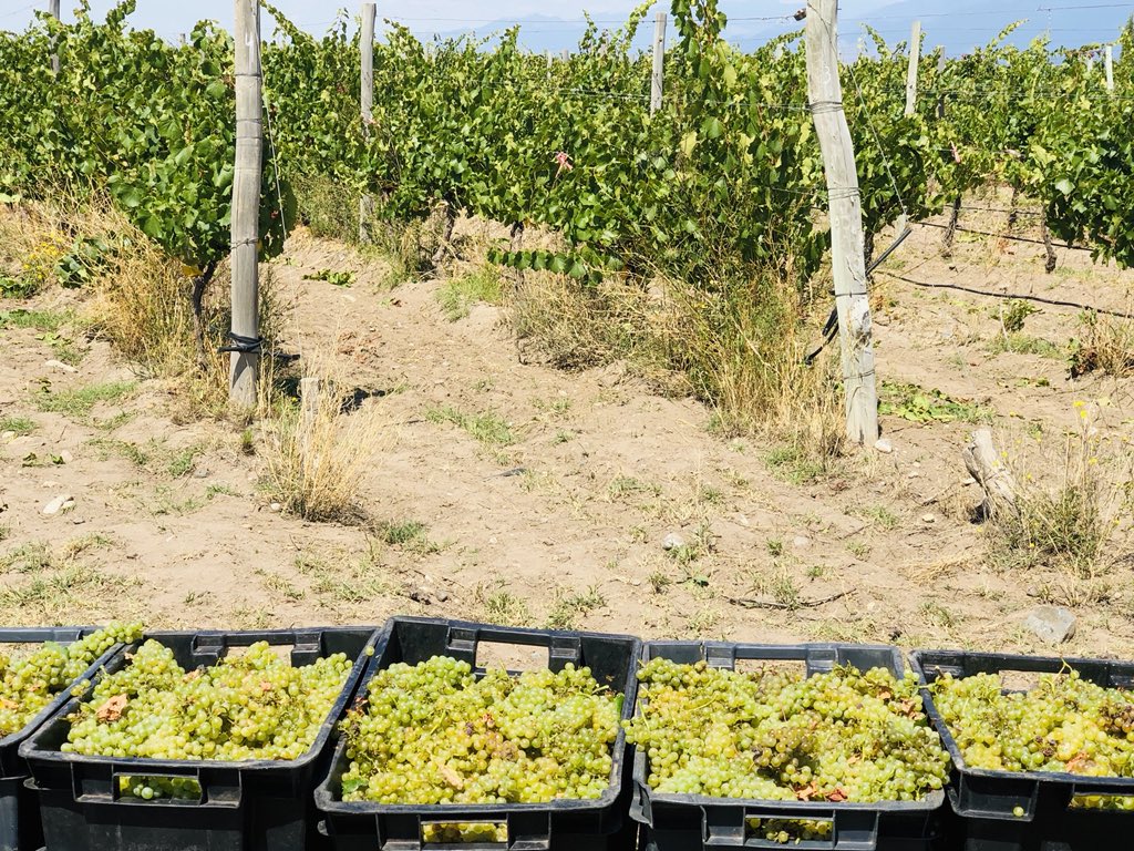 marcelo a. casazza (@marceloacasazza) on Twitter photo <a href="/Nasha_Wines/">NashaWines</a> en cosecha para chardonnay golden <a href="/Grancasavinos/">Gran Casa Vinos</a> <a href="/Marce_loSanchez/">Marcelo Sanchez</a> <a href="/AndresGabrielli/">Andrés H. Gabrielli</a> <a href="/PerezDel2000/">Pablo Pérez Delgado</a> <a href="/Nasha_Wines/">NashaWines</a> en cosecha para chardonnay golden <a href="/Grancasavinos/">Gran Casa Vinos</a> <a href="/Marce_loSanchez/">Marcelo Sanchez</a> <a href="/AndresGabrielli/">Andrés H. Gabrielli</a> <a href="/PerezDel2000/">Pablo Pérez Delgado</a>