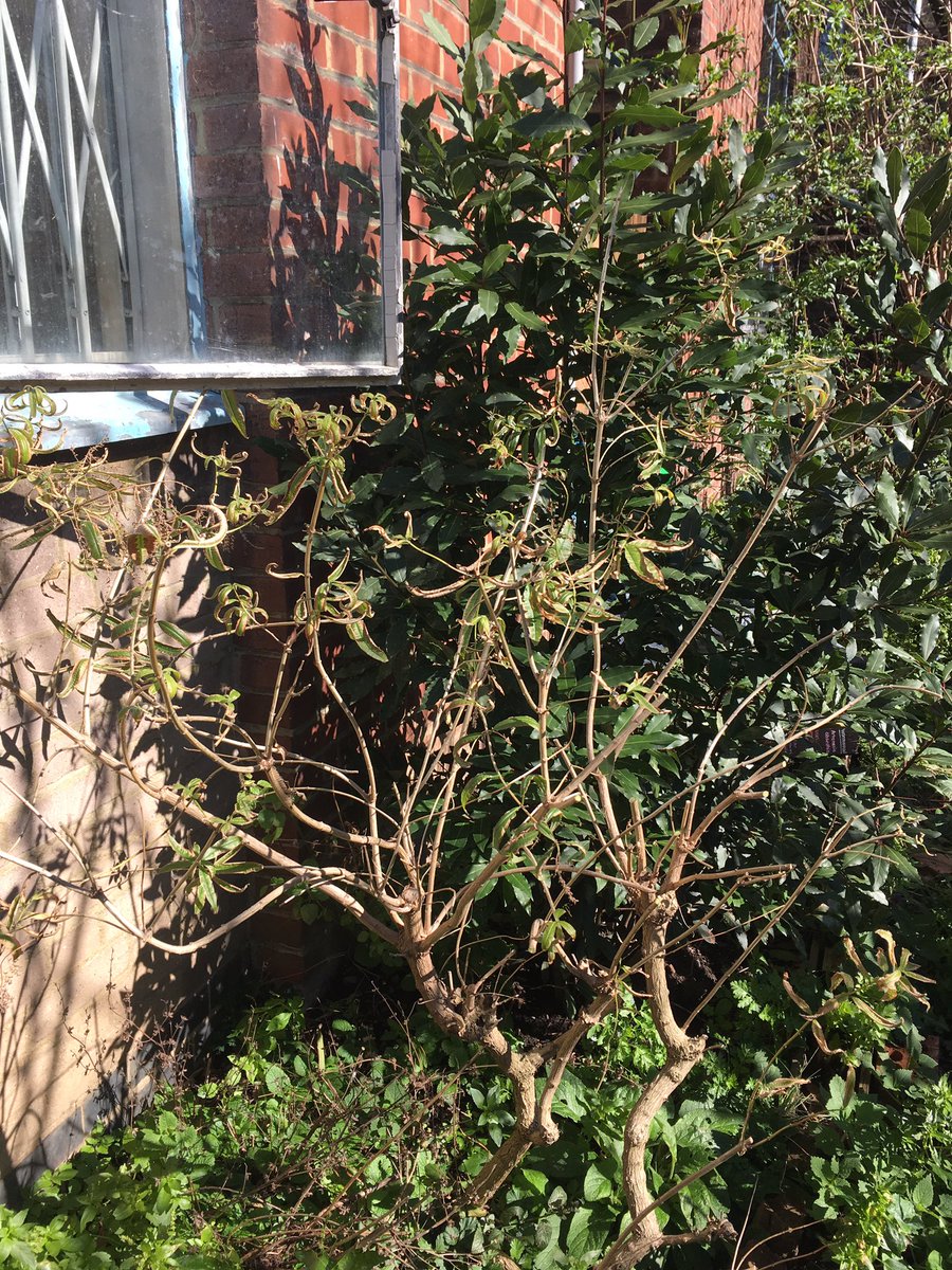 hackneyherbal's tweet image. Today the old LV @CordwainersGrow got a nice haircut. Looks drastic but she will grow back nice and strong! #springpruning