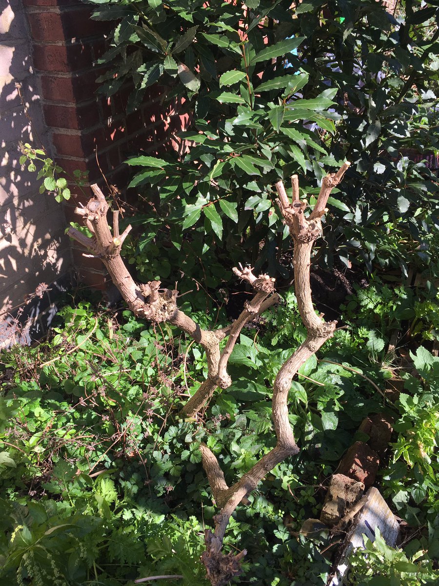 hackneyherbal's tweet image. Today the old LV @CordwainersGrow got a nice haircut. Looks drastic but she will grow back nice and strong! #springpruning