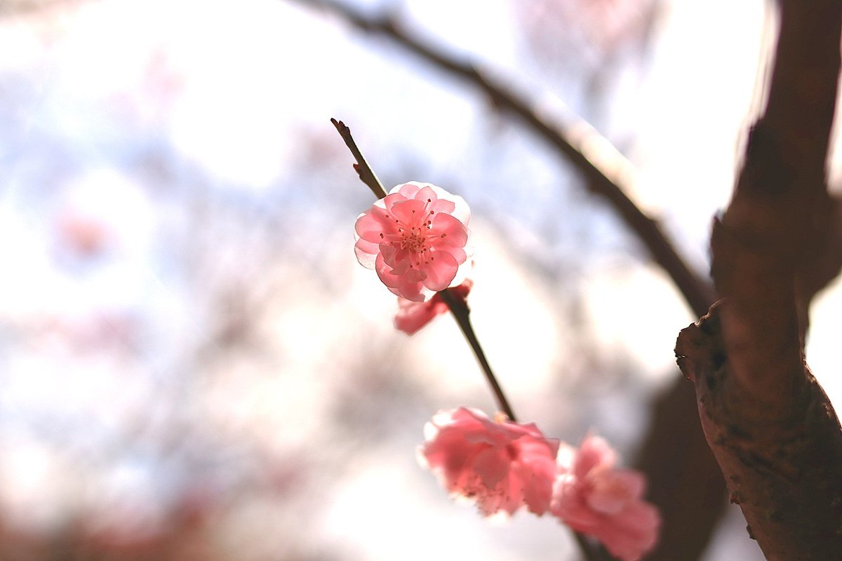 はっち 散りきる前に梅を 後 姫路駅前でしてみたかったことを 兵庫県 姫路市 好古園 梅 春 姫路城 姫路駅
