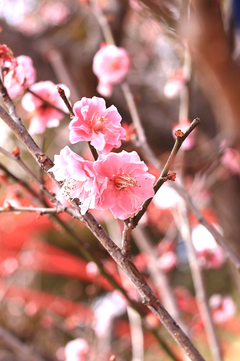 はっち 散りきる前に梅を 後 姫路駅前でしてみたかったことを 兵庫県 姫路市 好古園 梅 春 姫路城 姫路駅