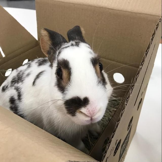 V4PMalvern's tweet photo. Welcome Philippa’s new addition to the family! Charlie a 3 month old rabbit from @PetsatHome #supportadoption.

#petsathomemalvern #petsathome #supportadoption #rabbits #rabbitsofinstagram #boopthesnoot https://t.co/MkBCdf9iYP https://t.co/Bx2mKKGnqu