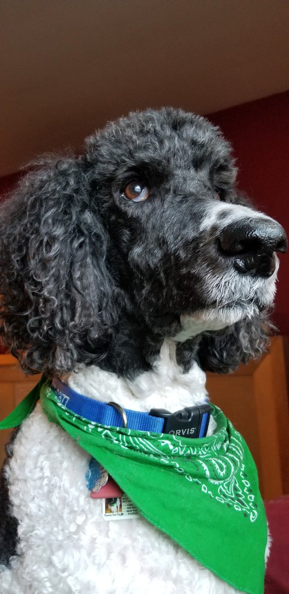 P1l0t_R34p3r's tweet image. So what you're saying is you need more dog pics?

#screamingfirehawks weapons free.