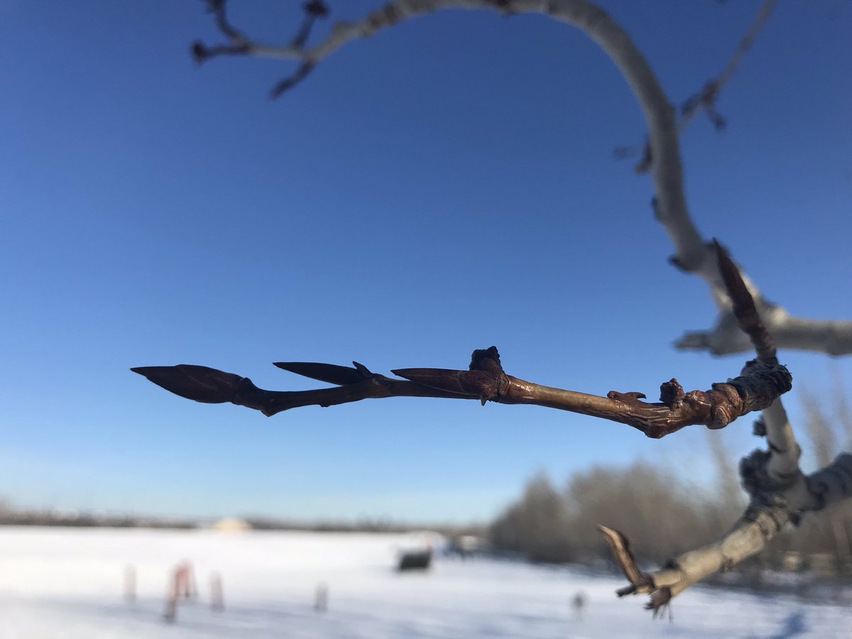 ABBeekeepers's tweet photo. Any day now! #bees #beekeeper #beekeeping #spring #pollen #bloom #flowers #ab #united #unitedbeekeepers #an #yyc #yeg #calgary #nature #local #abbeekeepers https://t.co/D1LOxAfvxi