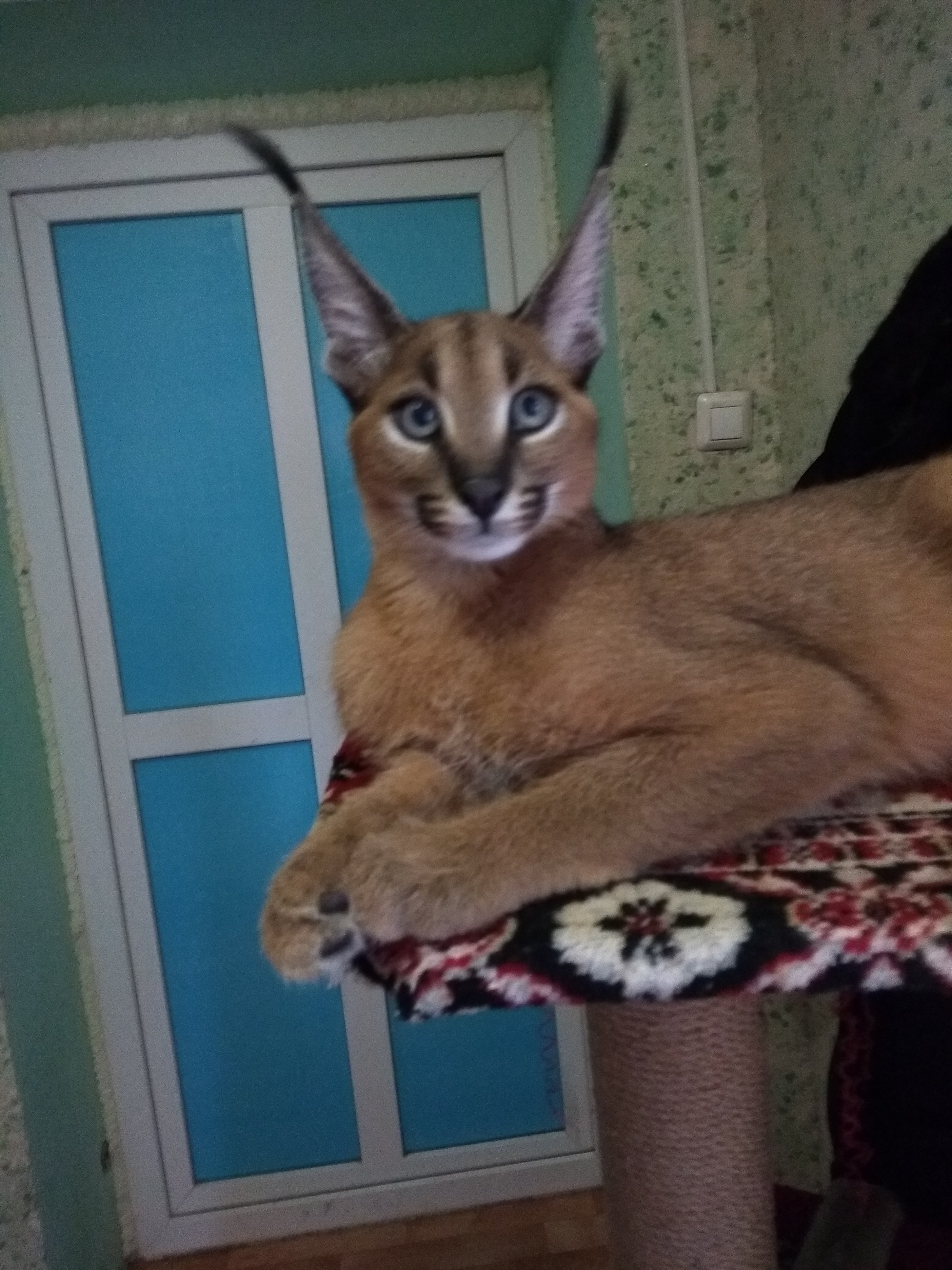 Каракет кошка Тюмень