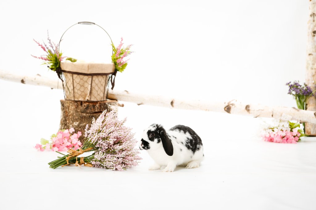 Visualimpressio's tweet image. Our Bunny Sessions are Back! visualimpressions.co/2019/03/14/our…