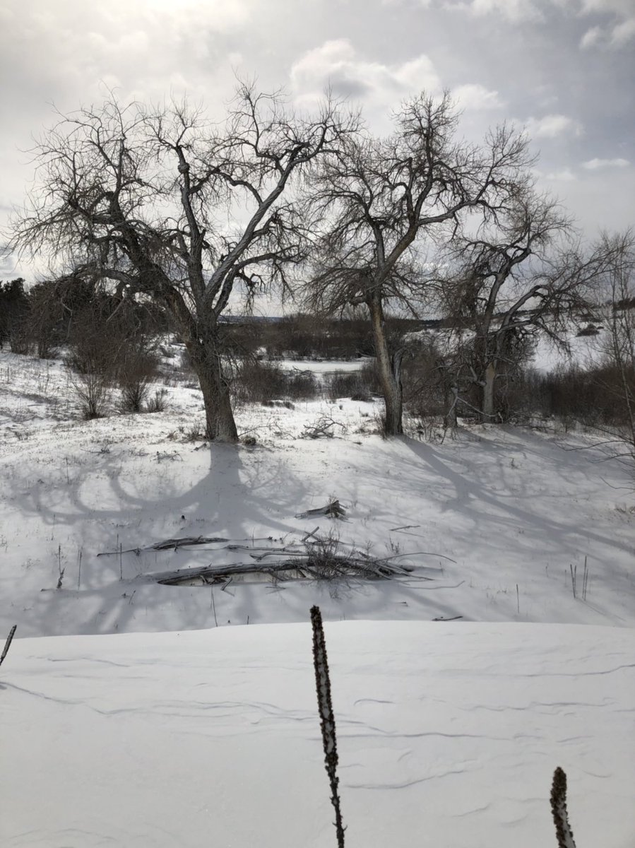 ForestLakesCo's tweet photo. Mother Nature #march2019blizzard #colorado #forestlakescolorado https://t.co/9bz54qTsMh