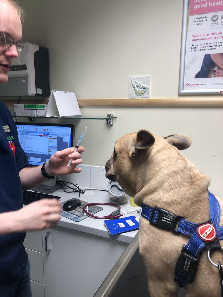 RandallFrenchie's tweet image. #AllTheLies dad told me we were going for a walk, he just didn’t tell me where to!  This looks like it might sting. 🤔#iamrandall #randallthefrenchie