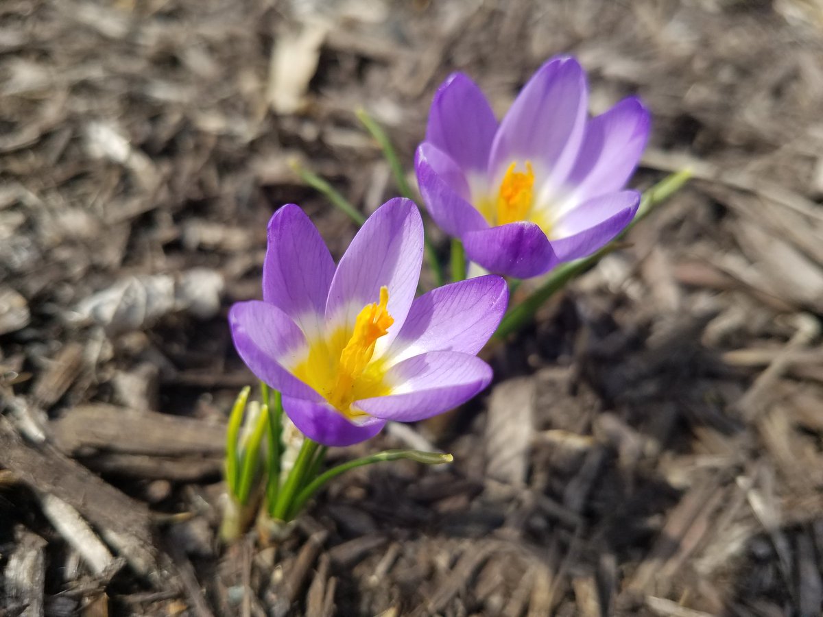 JenWevodau's tweet image. First signs of spring! #HayleysGarden #ICTeamConquerors @SASD_IC