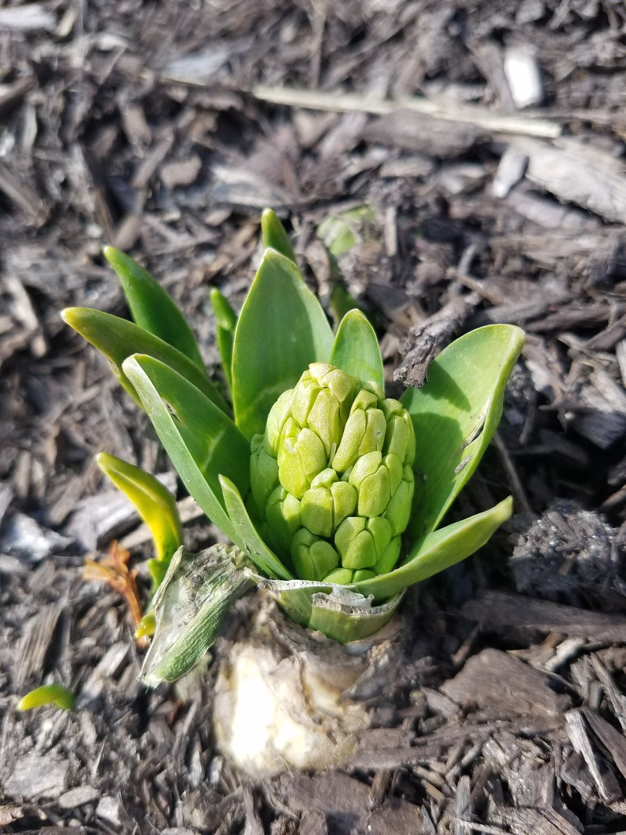 JenWevodau's tweet image. First signs of spring! #HayleysGarden #ICTeamConquerors @SASD_IC