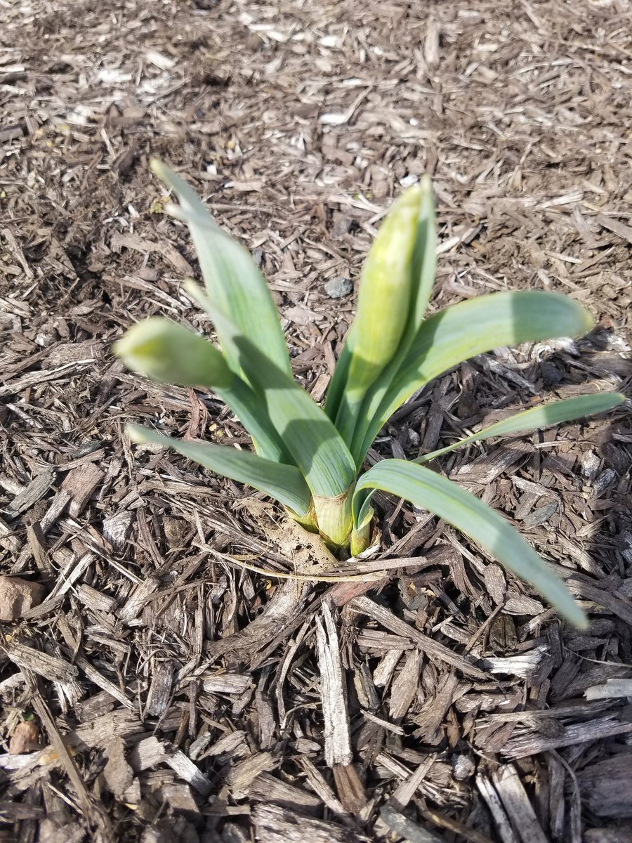 JenWevodau's tweet image. First signs of spring! #HayleysGarden #ICTeamConquerors @SASD_IC