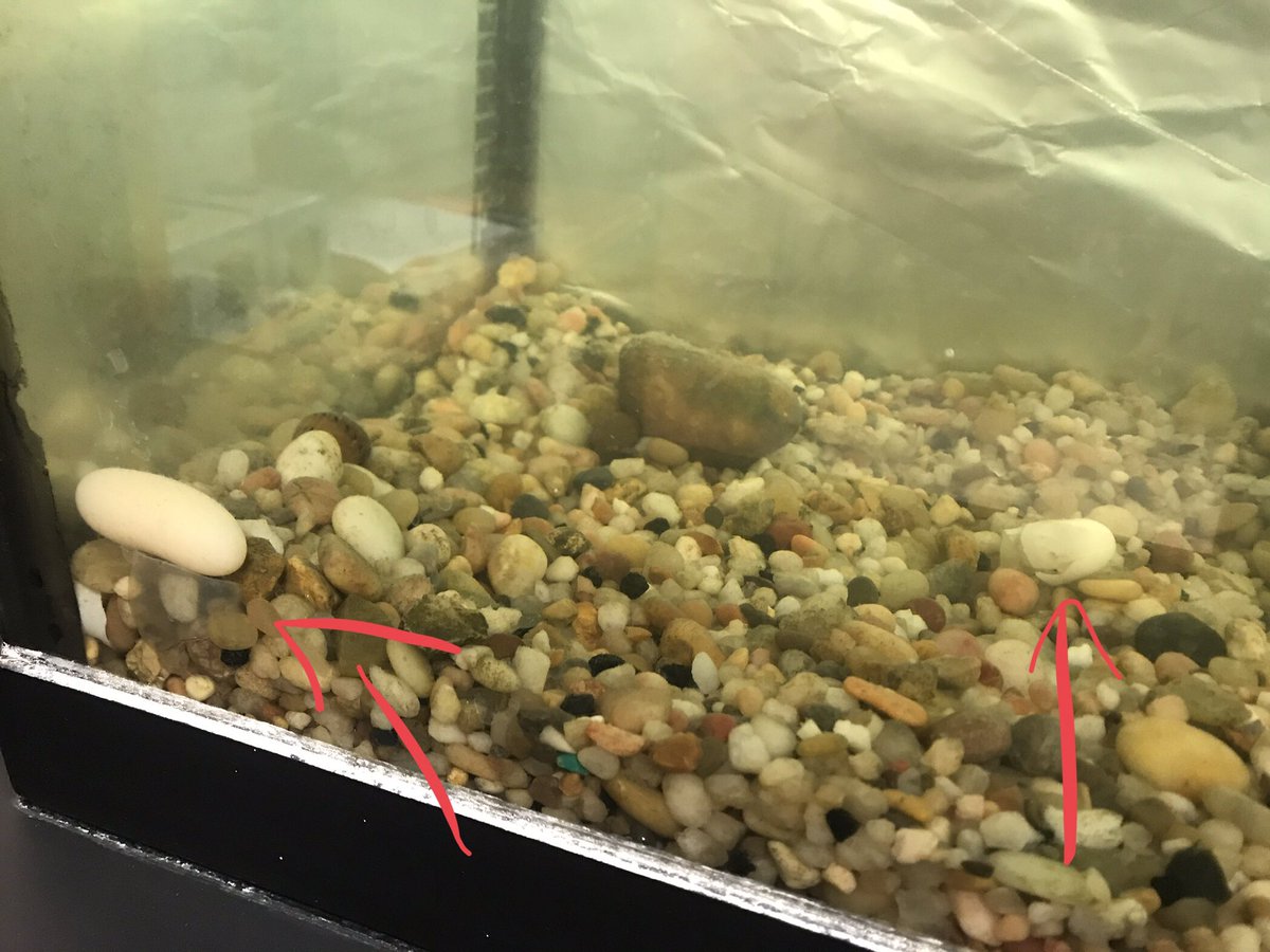 MsVosslerSci's tweet photo. Surprise! After 5 years in Centennial’s biology room, Ron...is actually Rhonda. Luckily her eggs are not fertilized since she hasn’t been with a male in the past 3 years. #Surprise #WeirdScience #ClassroomPet #2ndPetToLayEggsThisYear #Turtlelife @cpsbroncos https://t.co/3cYiTJ1sgj
