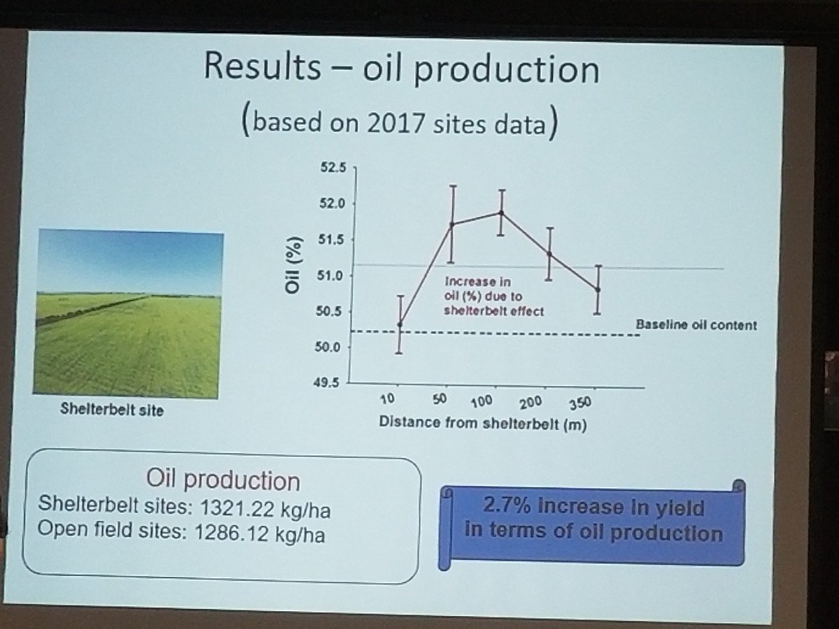 Benefits of #shelterbelts on crop yield @SaskCanola <a href="/AFTAgroforestry/">Association for Temperate Agroforestry (AFTA)</a> <a href="/EURAF_AF/">EURAF</a> @wca