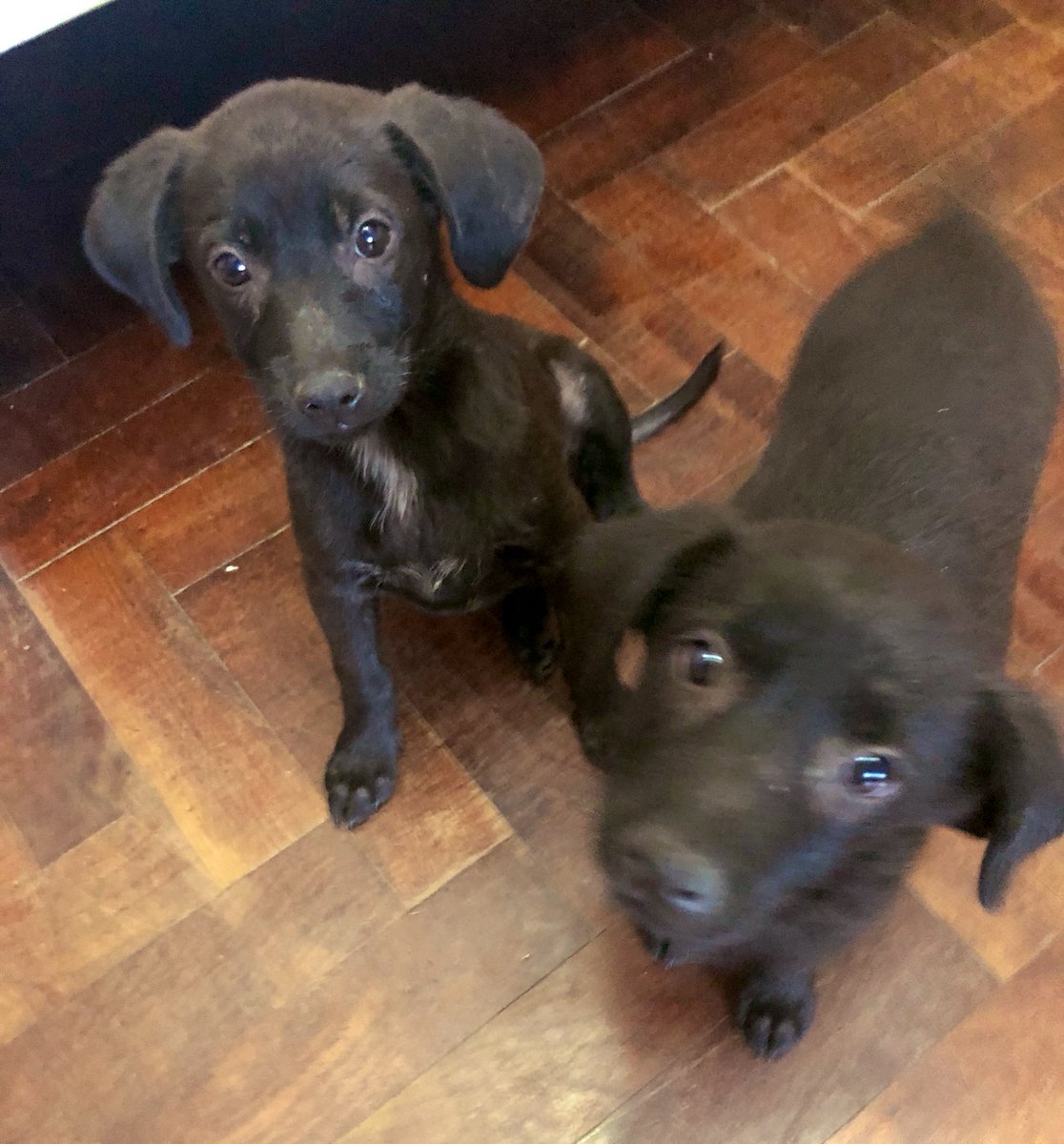 chicanemica's tweet photo. POR FAVOR DIFUNDIR!!! Son 2 perritas de dos meses que buscan hogares responsables / transito urgente. Fueron abandonadas en una estacion de servicio y tienen mucho amor para dar ❤️ https://t.co/taPXmDXZje