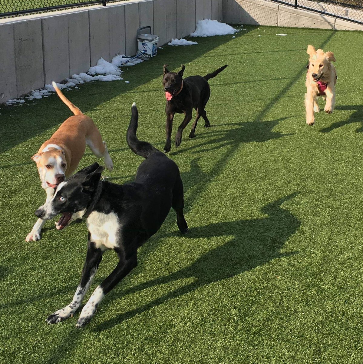 Beautiful perfect dat at Town and Country.  We are finalizing all the plans for our K9 egg hunt. #feelslikespring #doggiedaycarefun