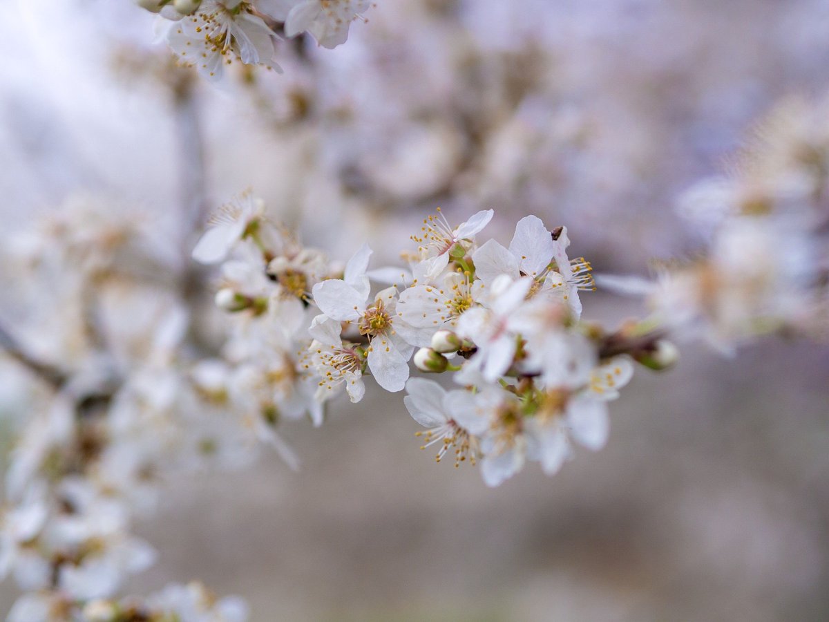 Can’t help but love all the #blossoms in the trees. The cold, wet and wind isn’t enough to make me feel any less like spring!