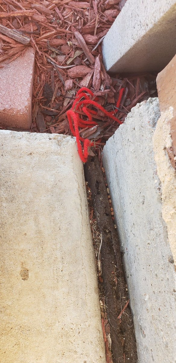 KeithMalinak's tweet image. STRING ON THE DRIVEWAY DAY 13: #FBirds #FStrings