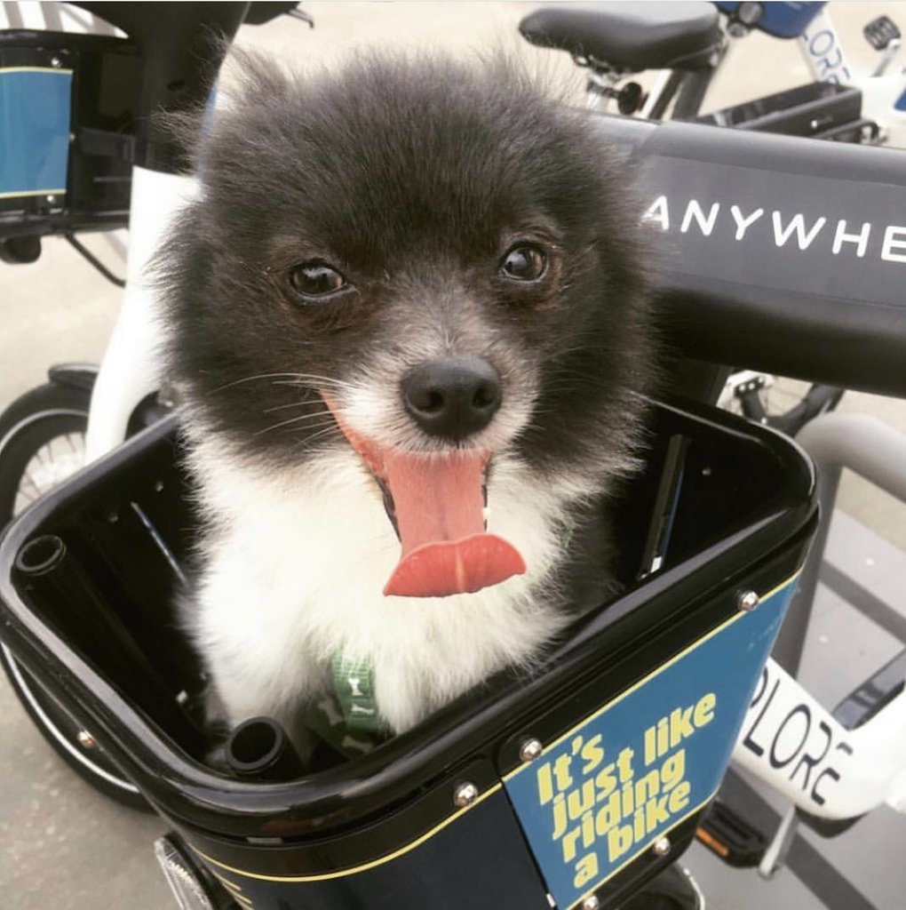 This Friday through Sunday #ExploreBikeShare is offering a deal on single rides for just $3.17! Use their app or visit a kiosk to get your St. Pawtrick’s Day rides started. Can't wait to see everyone this weekend! -> bit.ly/2IO7ztg 🐾🍀🐶🚲