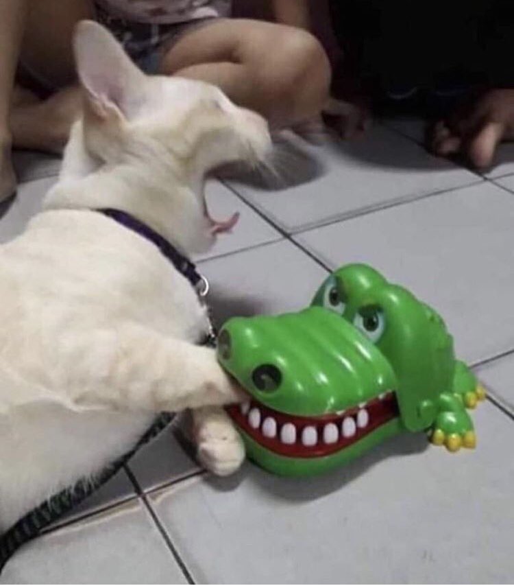 ⛵️Harry Ruff⛵️ (@harryruffell) on Twitter photo 