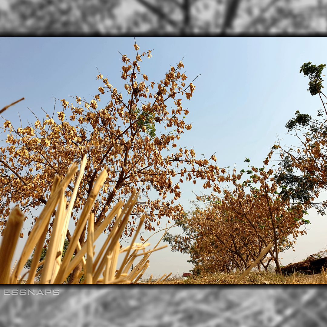 essnaps's tweet photo. Eve of the rainy season. Its all brown and beautiful. treesofinstagram #trees #naturegraphy #nature #naturephotography #naturelovers #africa #nigeria #Minna #futminna #bluesky #sky #blue #treeandsky #smartphonephotography #phonephotography #trees #field #brown #driedleaves https://t.co/bs8WCHJozH