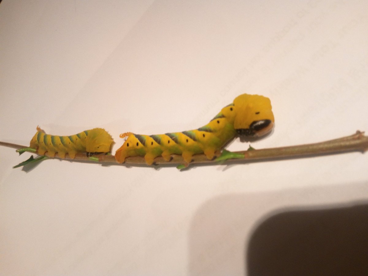 <a href="/savebutterflies/">Butterfly Conservation 🦋</a> my current pets , absolutely adore them!! #deathsheads #MothsMatter