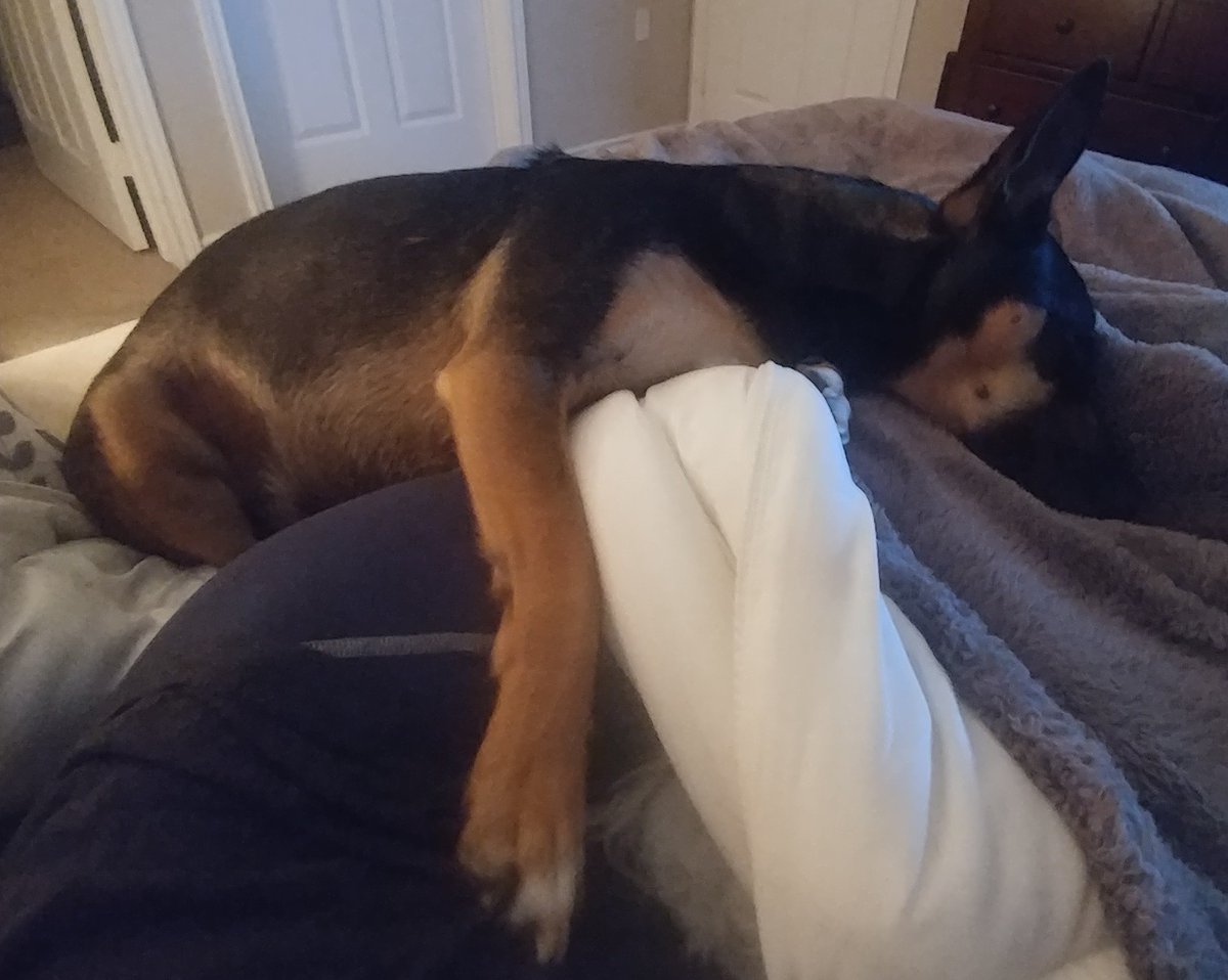 When playtime at the dog park hits you hard 😴

#rescuedog #playoutdoors #dogs #tuckeredout #cuddle #parks