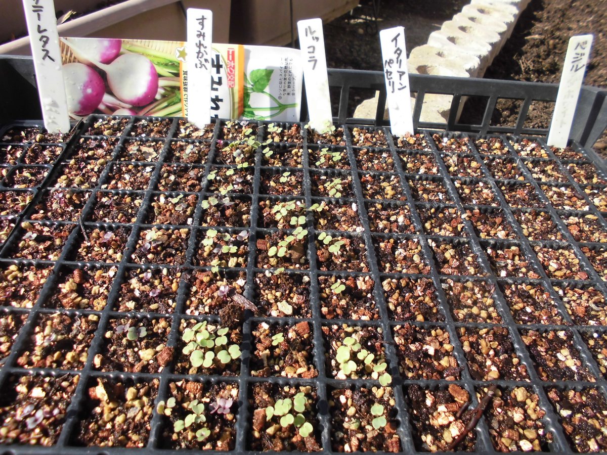 うさ たぶん ばら撒きして出てきたのはイタリアンパセリじゃなくて ただの雑草だと思われ 今日コーナンでイタリアンパセリの苗 が出てたので 手が出そうになったけど我慢した ダイソーで探すんだけど 種見当たらないんだよね 秋にしか出ない