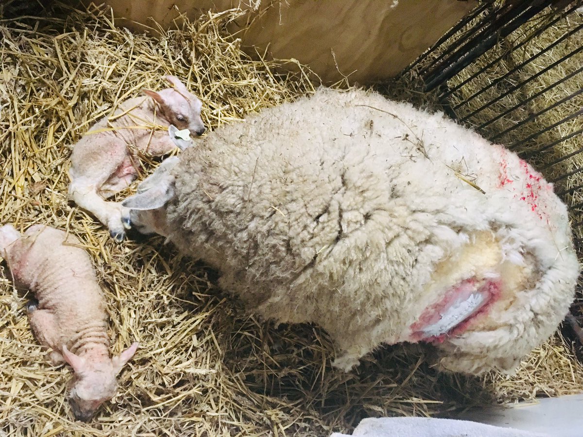 bhietberg's tweet photo. @gertvanden @Timothyvana Done. Birth C section #happysheep #happyfarmer  #vet #24hservice #drenthe #lambingseason2019 https://t.co/T1QL9PVhOr
