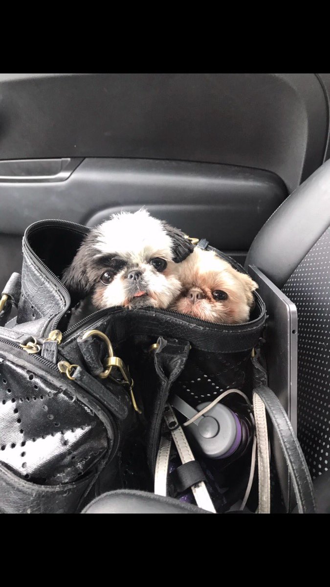 Peekaboo😍😍 📷 @ariannajacchia #mowiewowie #zeppelin #mowienzeppelin #puppy #puppylove #puppies #puppiesofinstagram #puppyoftheday #puppylife #puppygram #dog #dogs #dogsofinstagram #welovedogs100 #doglovegram #pupdoggydog #losangeles #meeting #love #cute #dogsofTwitter #DogLife